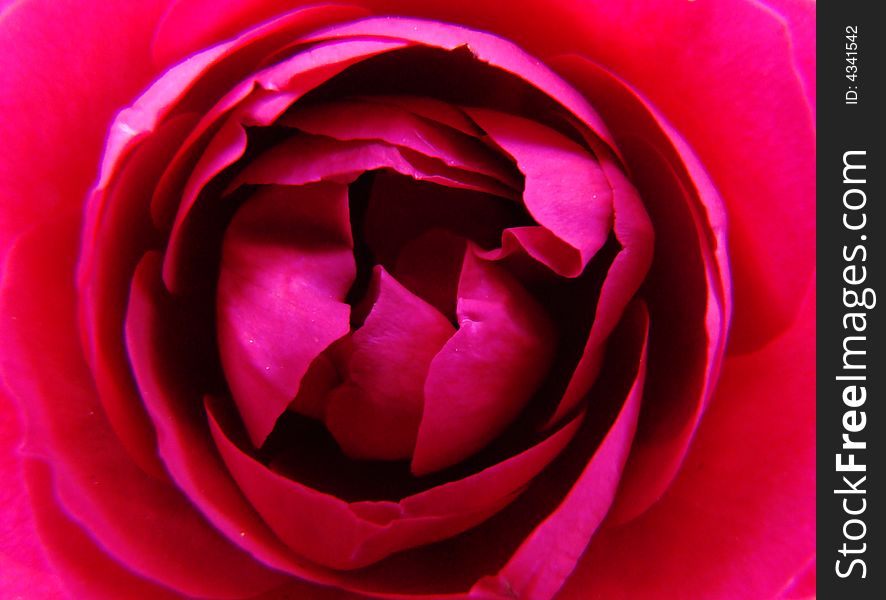 A beautiful macro of a pink rose. A beautiful macro of a pink rose