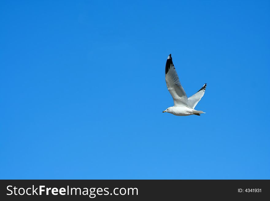 A Seagull flying against a bright blue sky