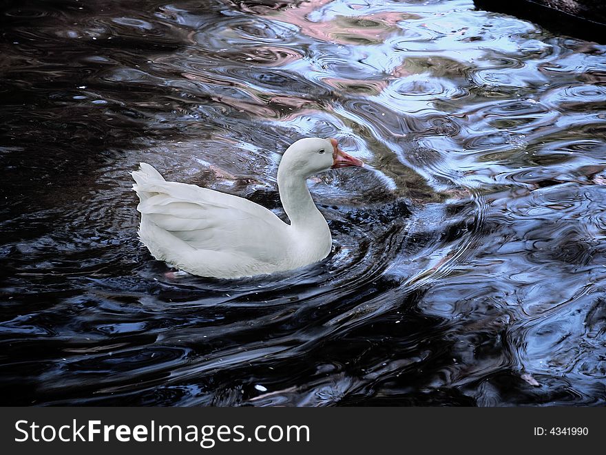 White duck in steady waters, near sun set. White duck in steady waters, near sun set