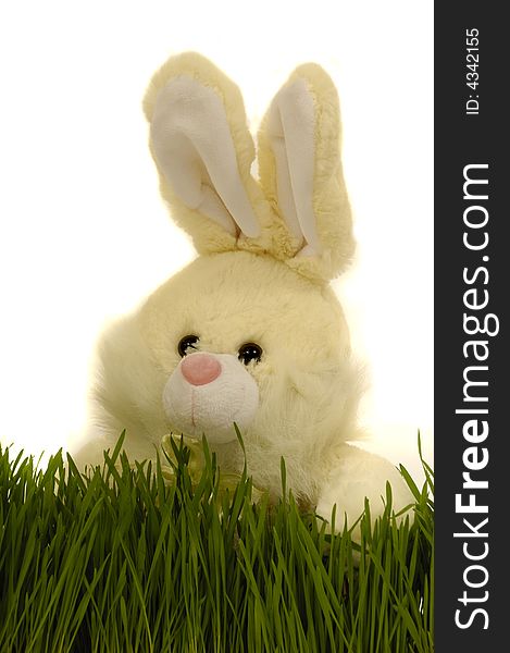 Easter bunny is hiding behind green grass. Taken on a clean white background.