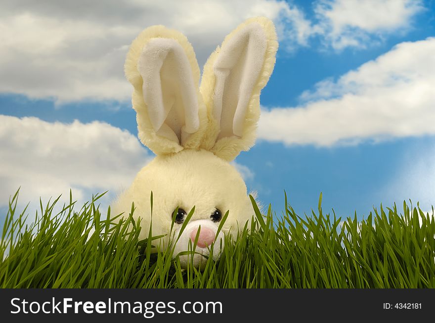 Easter bunny is hiding in the green grass. In the background you can see a blue and cloudy sky.