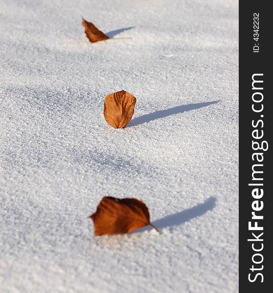 Leafage On The  Snow