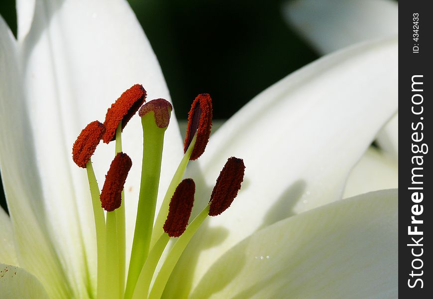 White lily. Pestles and stamens.