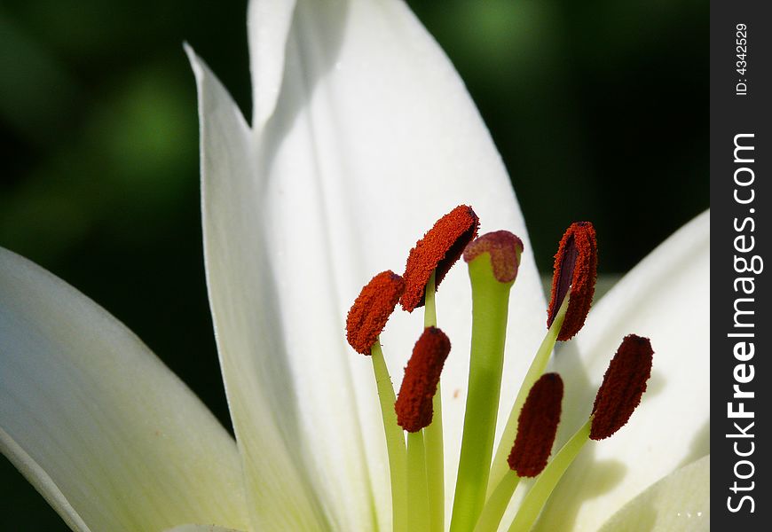 White lily in a garden. Pestles and stamens. White lily in a garden. Pestles and stamens.