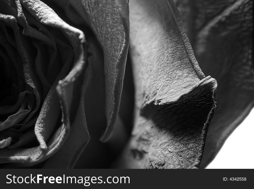 Dry rose bud, black and white