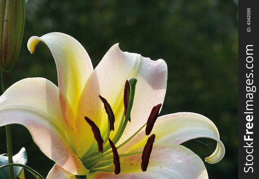 White lily in a garden. Pestles and stamens. White lily in a garden. Pestles and stamens.