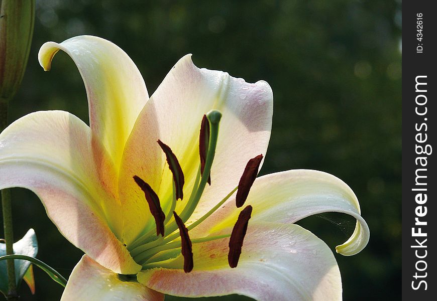 White lily in a garden. Pestles and stamens. White lily in a garden. Pestles and stamens.