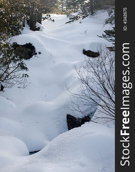 Heavy snow in the forest. Heavy snow in the forest