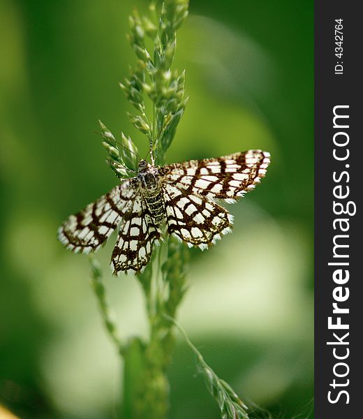 The Butterfly Sitting On A Grass.