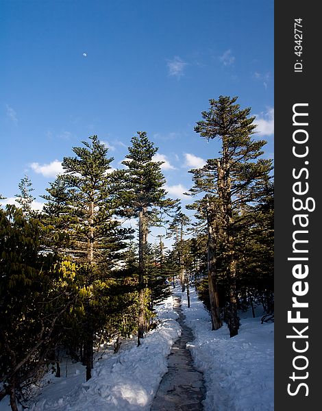 A path through the forest,there are some clouds and a moon in the sky