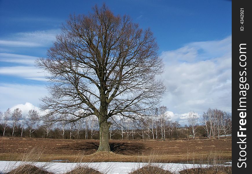 Tree in winter field