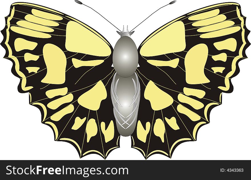 Color illustration of yellow-black butterfly. Color illustration of yellow-black butterfly