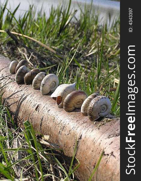 Spiral cockleshells stand in a line on a log