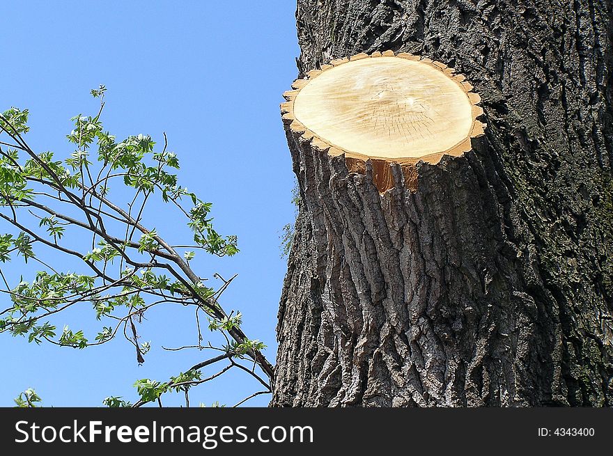 The cut off branch is similar to the sun