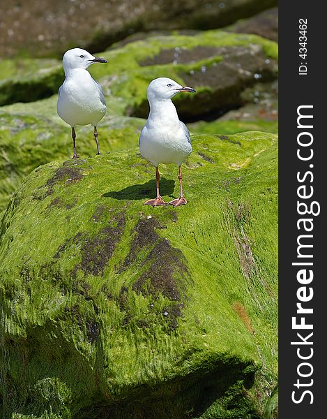 Two seagulls on the algae-covered stone
