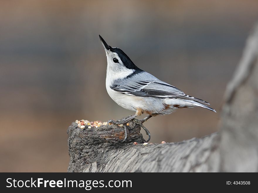 White-breasted nuthatch