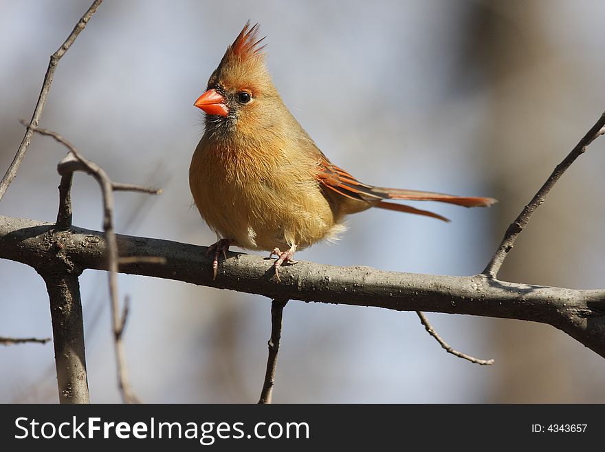 Northern Cardinal (Cardinalis,cardinalis) perched on a tree branch