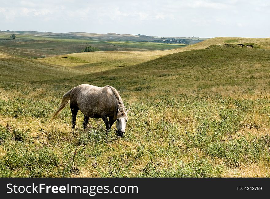 Grey quarter horse mare in green pasture with rolling hills. Grey quarter horse mare in green pasture with rolling hills