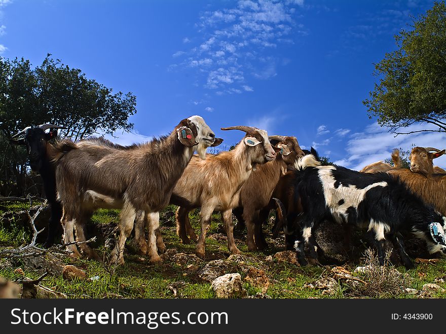 A group of young goats in the pasture