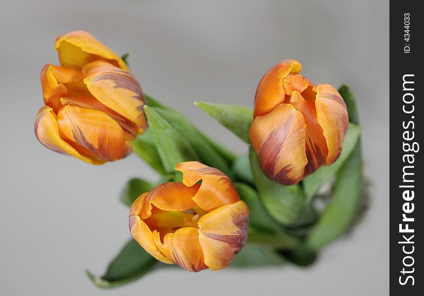 Three orange tulips seen from above