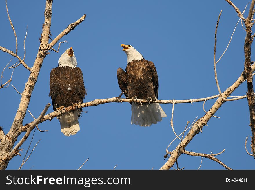 After feeding on fishes in the day time, these two rest on tree and talking each other. Canon XTi with Canon 400mm F5.6L lense. After feeding on fishes in the day time, these two rest on tree and talking each other. Canon XTi with Canon 400mm F5.6L lense