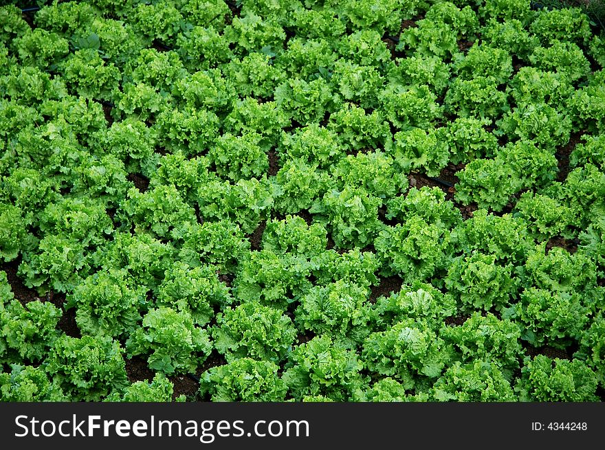 Detail of a plantation of lettuces