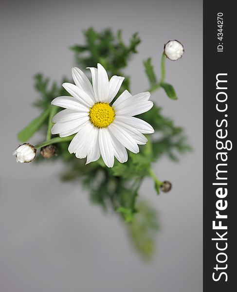 A white flower on a light gray background