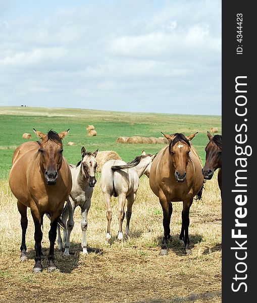 Dun and buckskin Quarter horse mares and foals in pasture vertical view