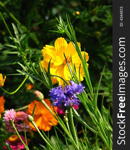 Orange cosmos flower green background great DOF luscious photo. Orange cosmos flower green background great DOF luscious photo