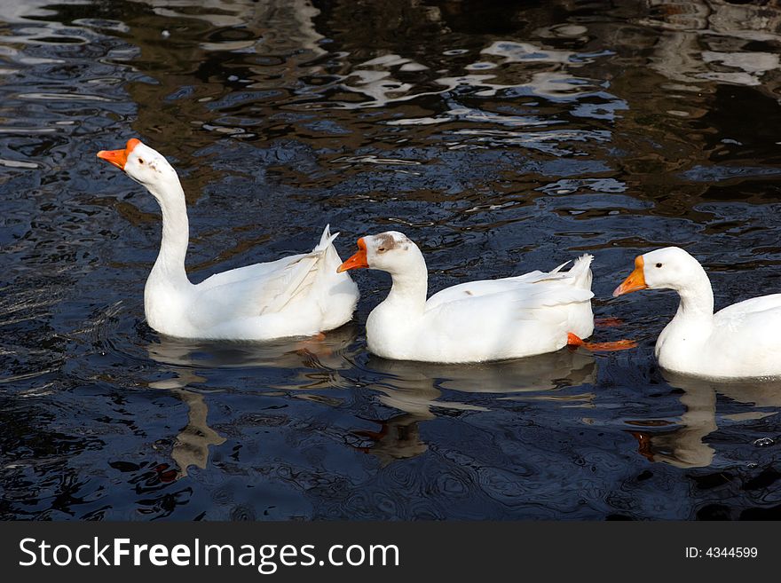 Several gooses are swimming happily in the pond and looking for food.This picture is taken in Hanshan Temple in Suzhou ,China.