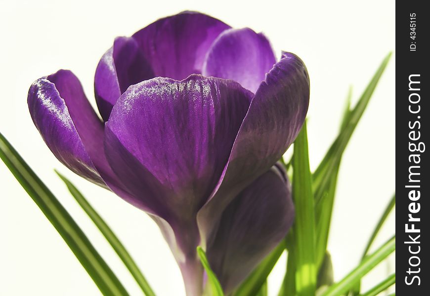 Pretty deep purple petals on a crocus flower. Pretty deep purple petals on a crocus flower.