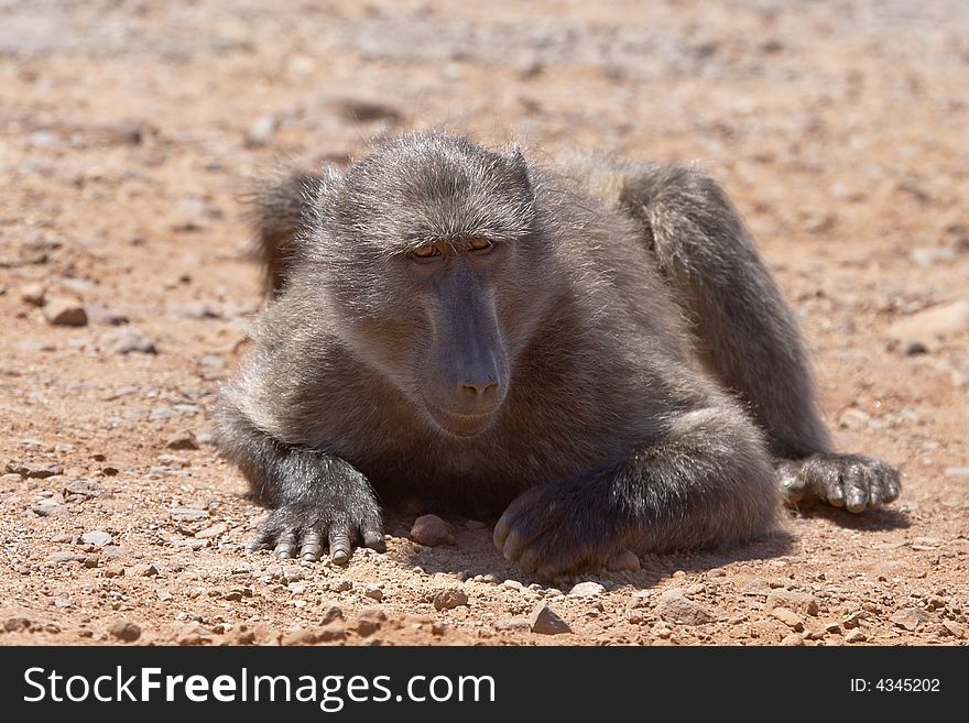 Young male Chacma baboon grubbing for food on stony ground at Cape Point Nature Reserve.