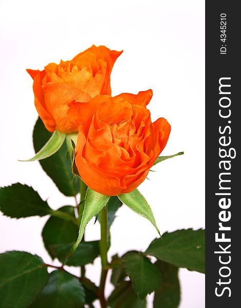 Closeup of pink and orange rose
