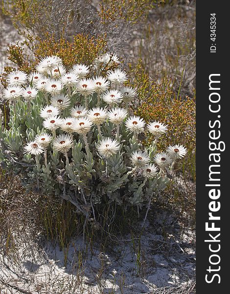 Helichrysum wild flowers growing in fynbos natural habitat. Helichrysum wild flowers growing in fynbos natural habitat.