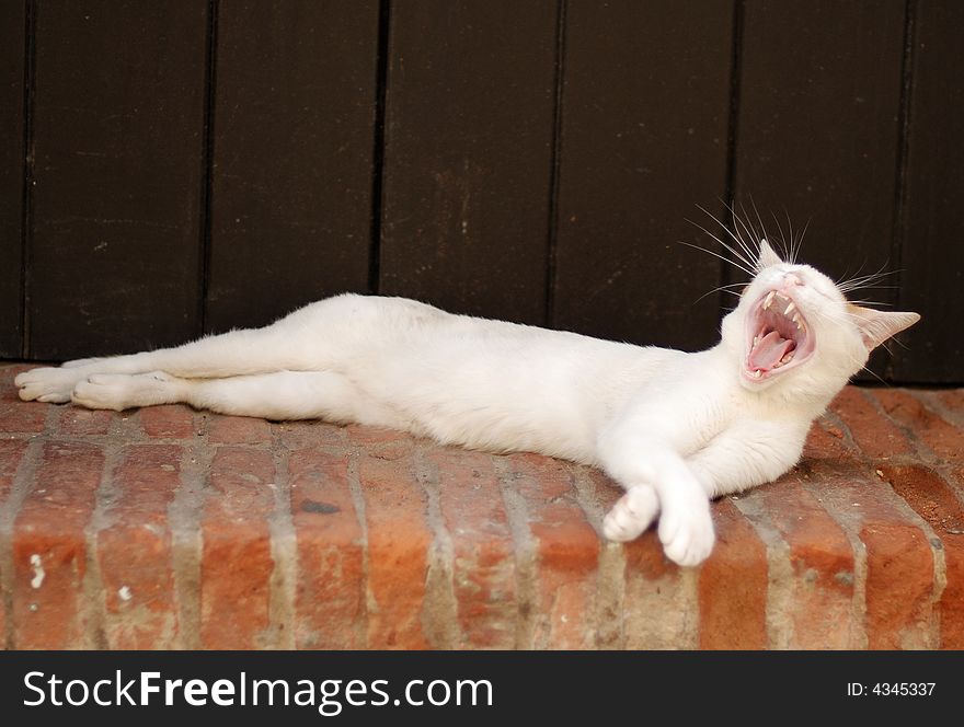 The white cat is yawning on a street of cats in San Juan, Puerto Rico. The white cat is yawning on a street of cats in San Juan, Puerto Rico.