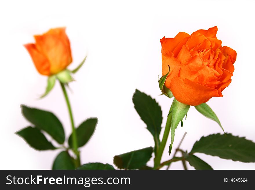 Closeup of pink and orange rose