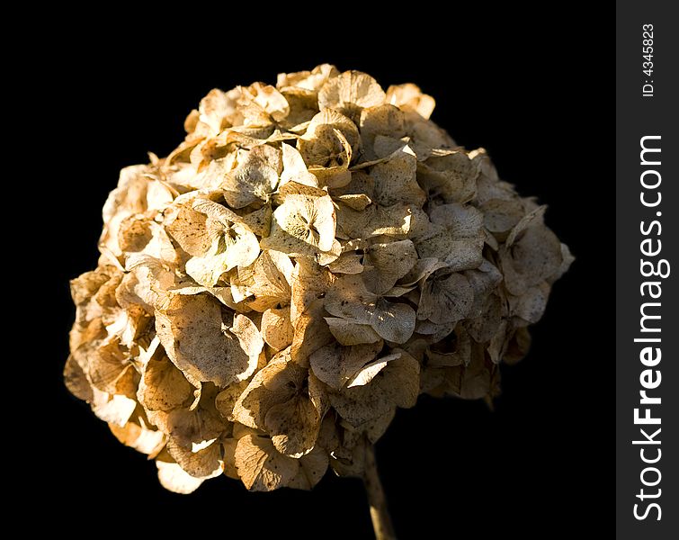 An old hydrangea flower head in bright sunlight against a black background. An old hydrangea flower head in bright sunlight against a black background