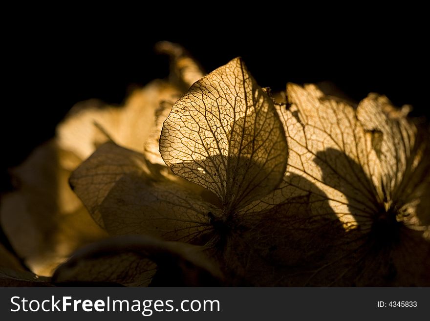 A close up of an old hydrangea flower head, back-lit by the sun against a black background. A close up of an old hydrangea flower head, back-lit by the sun against a black background