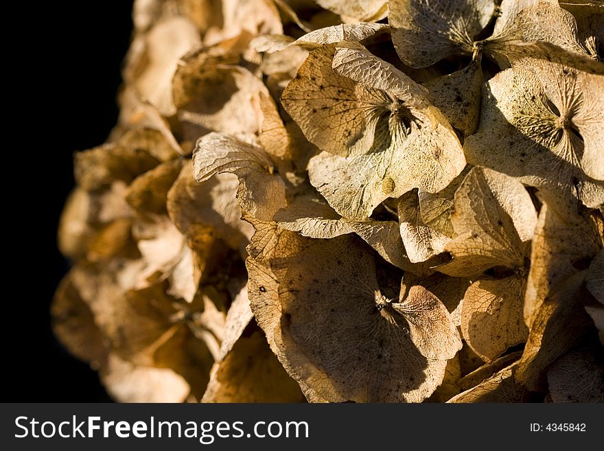 A close up of an old hydrangea flower head in bright sunshine against a black background. A close up of an old hydrangea flower head in bright sunshine against a black background