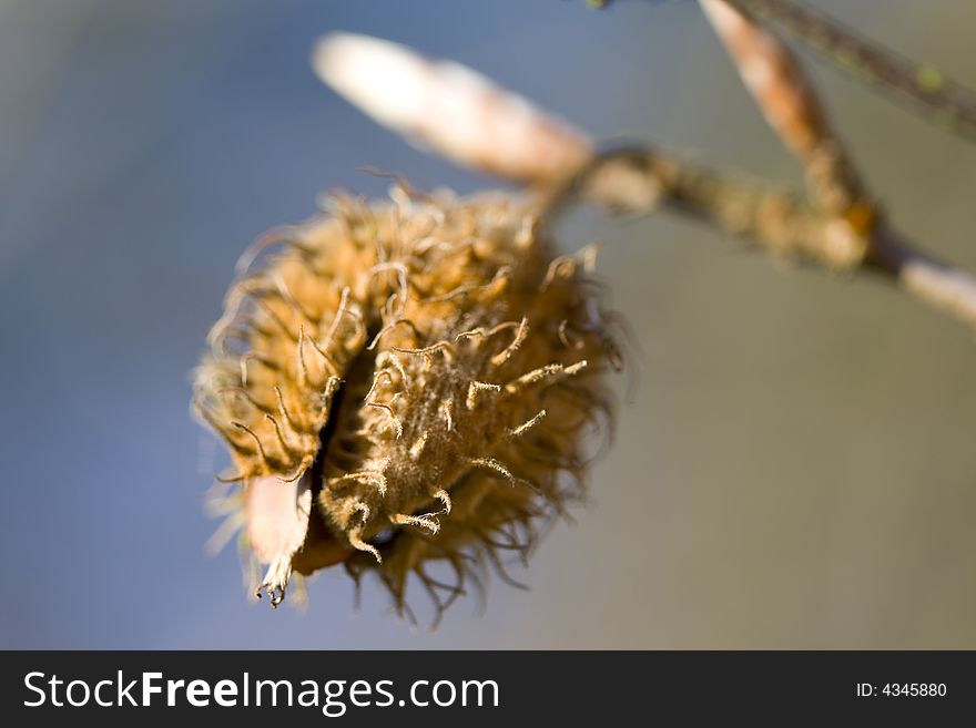 A close up of a beech nut hanging from a branch