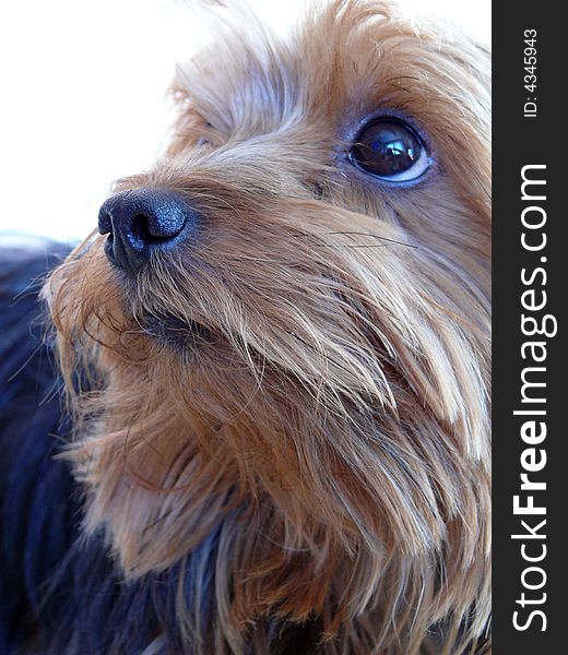 Small dogÂ´s face portrait. Yorkshire Terrier closely.