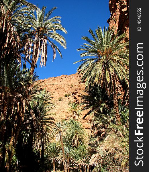 Colourful landscape of Morocco, with some palm trees in front of a mountain, on a sunny day. Colourful landscape of Morocco, with some palm trees in front of a mountain, on a sunny day