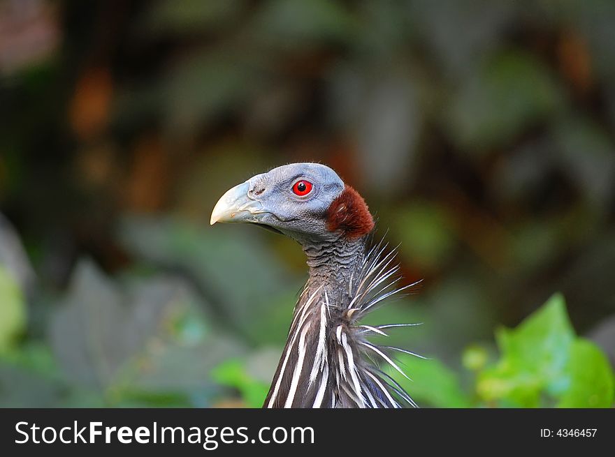 Bird (Vulturine Guineafowl) on alert.