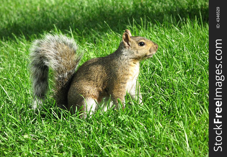 Picture of squirrel on the grass. Picture of squirrel on the grass