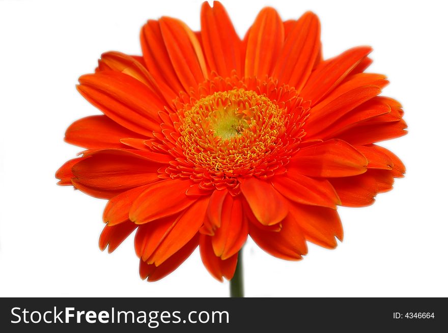 Orange gerber isolated on a white background