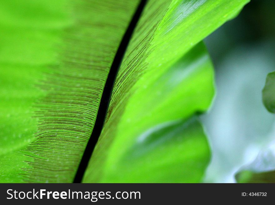 Macro of a tropical leaf underblly. Macro of a tropical leaf underblly