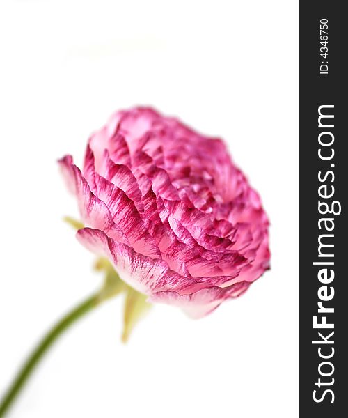 Beautiful pink flower isolated on a white background