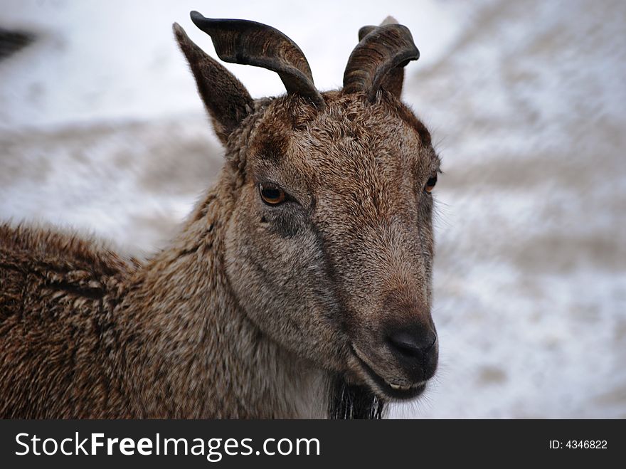 Close-up portrait of a beautituf billy-goat. Close-up portrait of a beautituf billy-goat