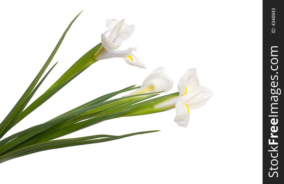 Bouquet of three white iris on white background