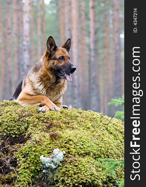 Germany Sheep-dog laying on the stone